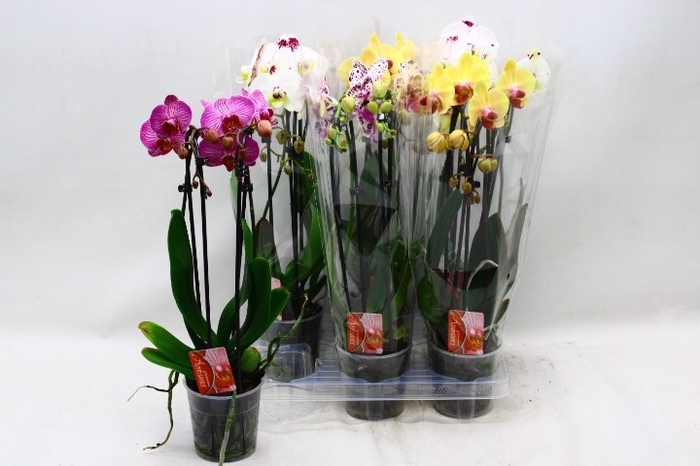 <h4>PHAL EL CASCADE</h4>
