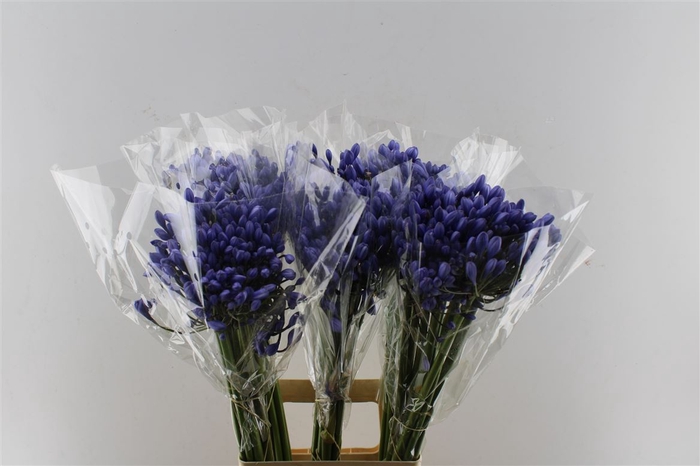 <h4>Agapanthus Buddy Blue</h4>