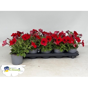 PET POTU PICC STRAWB