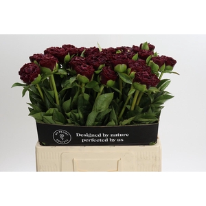 Paeonia Old Faithful