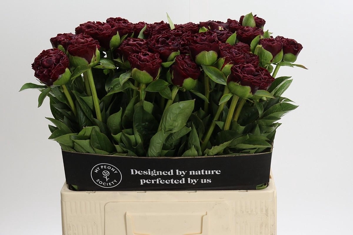 <h4>Paeonia Old Faithful</h4>