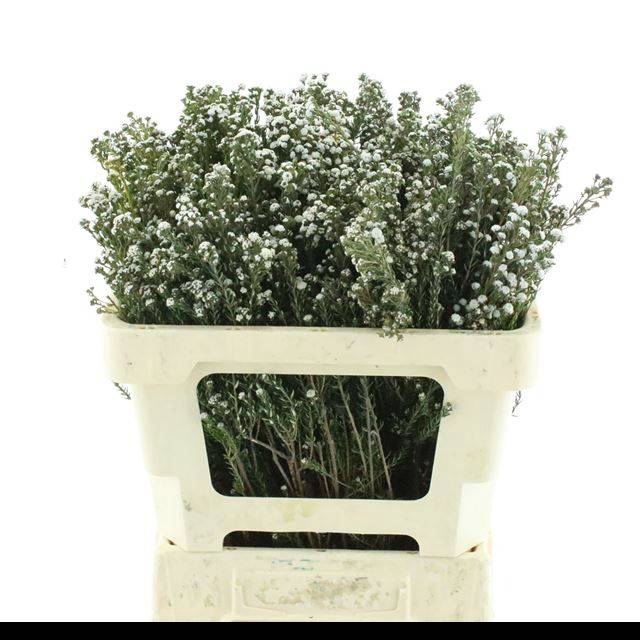 <h4>PHYLICA PANICULATA</h4>