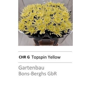 CHR G TOPSPIN YELLOW
