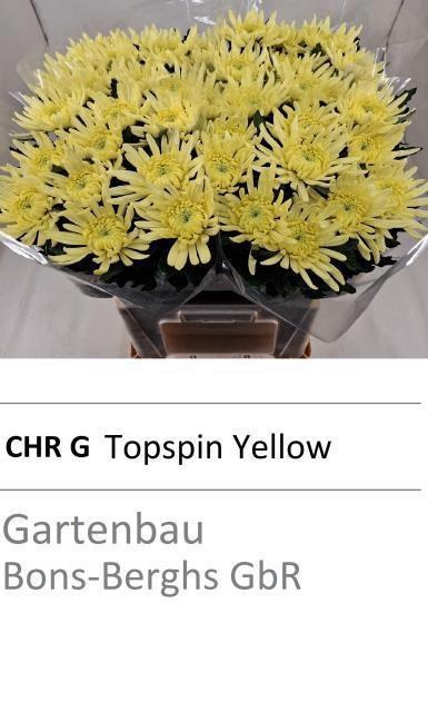 <h4>CHR G TOPSPIN YELLOW</h4>