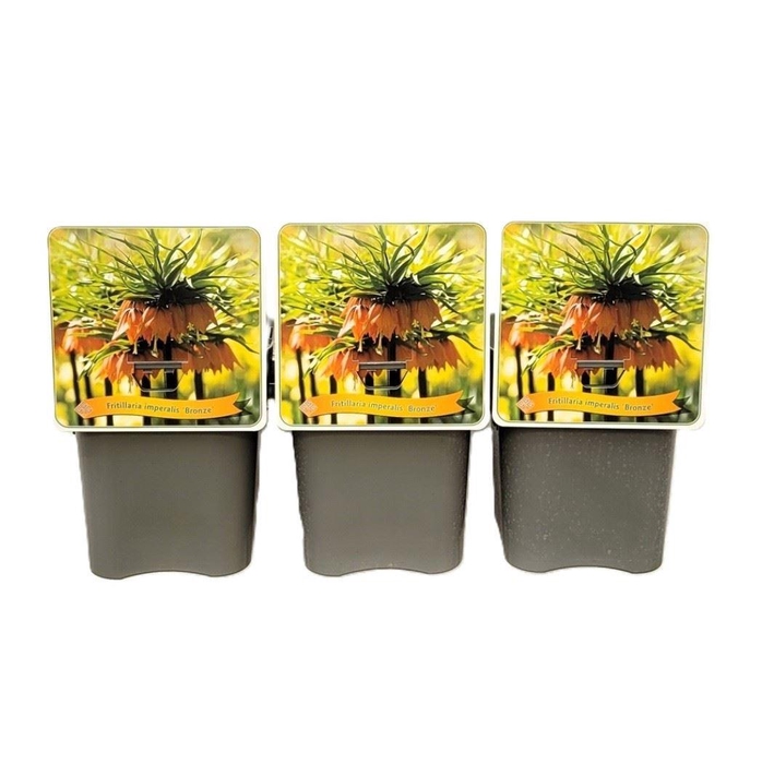 <h4>Fritillaria</h4>