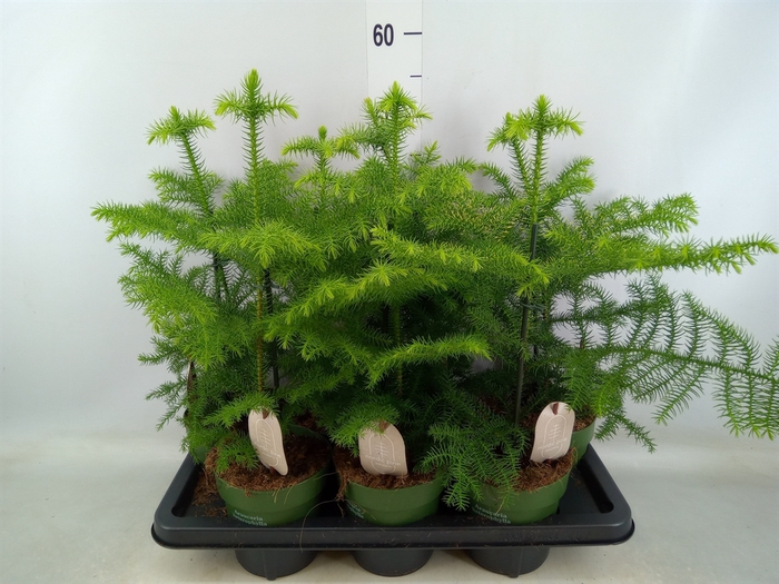 <h4>Araucaria heterophylla</h4>