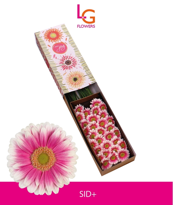 <h4>Germini Sid Doos</h4>