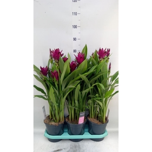 Curcuma   ...