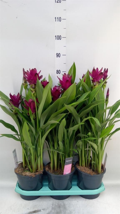 <h4>Curcuma   ...</h4>