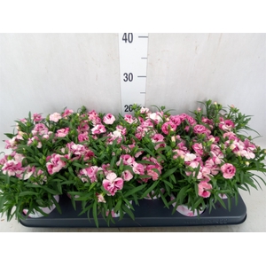 Dianthus  'Sprint Pink and Proud'