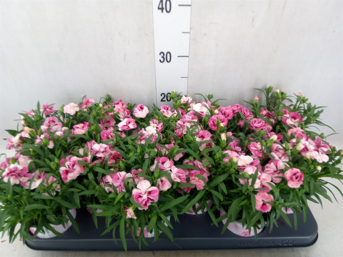 Dianthus  'Sprint Pink and Proud'