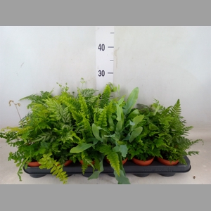Ferns   ...mix