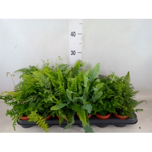 Ferns   ...mix