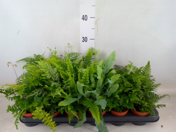 <h4>Ferns   ...mix</h4>
