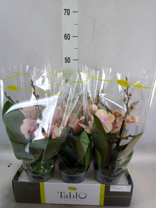 <h4>Phalaenopsis   ...yellow</h4>