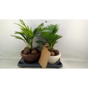 Livistona rotundifolia