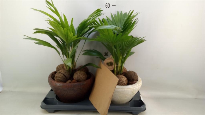 Livistona rotundifolia