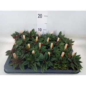 Peperomia caperata 'Rosso'