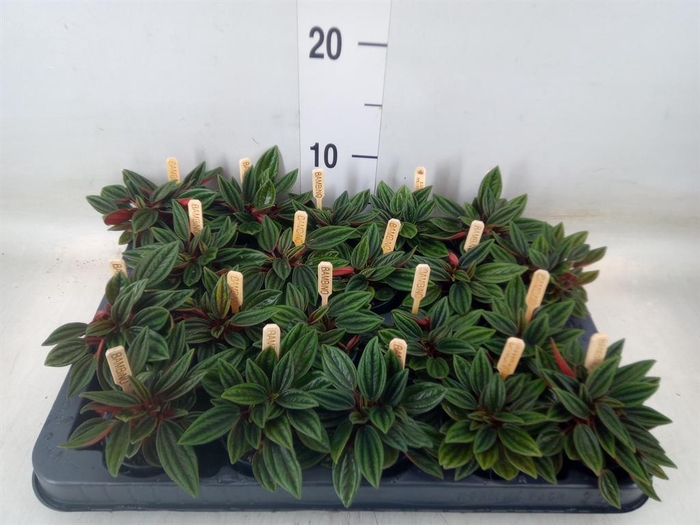 <h4>Peperomia caperata 'Rosso'</h4>