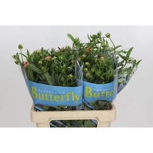 Ranunculus Butterfly Eris