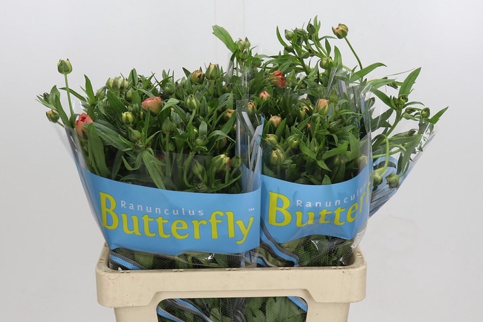 Ranunculus Butterfly Eris