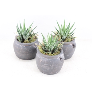 arr3 SN - Kruik haworthia kl. x6