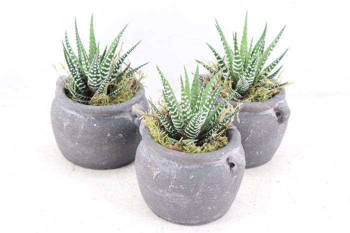 <h4>arr3 SN - Kruik haworthia kl. x6</h4>
