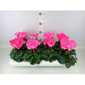 Cyclamen KL 'Compact'