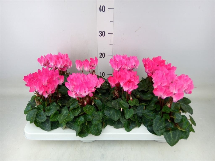 <h4>Cyclamen KL 'Compact'</h4>