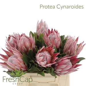 PROTEA CYNAROIDES