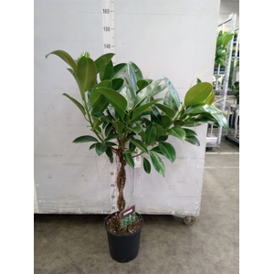 Ficus elastica 'Melany'