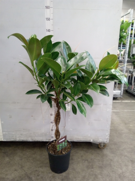 <h4>Ficus elastica 'Melany'</h4>