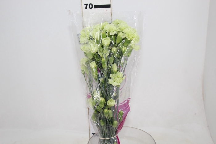 <h4>CRAVO SPRAY SKADI 070 CM</h4>