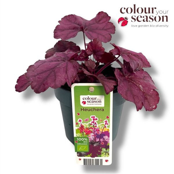 <h4>Heuchera biologisch Pink NL-BIO-01</h4>