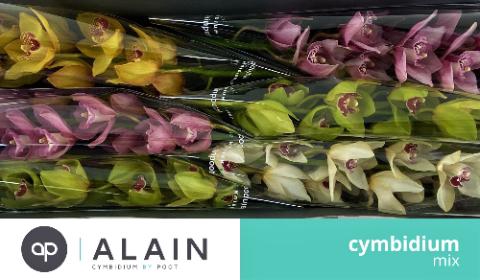 <h4>MIX 80cm x 6</h4>