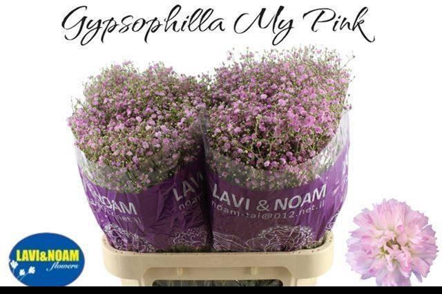 <h4>GYPS PA MY PINK</h4>