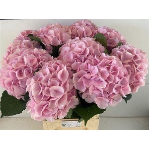 Hydr M Verena Rose
