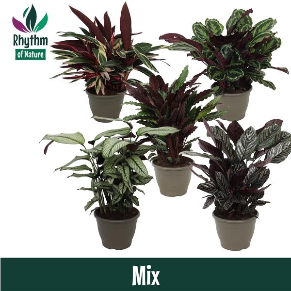 <h4>Calathea gemengd</h4>