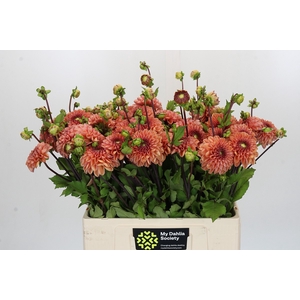 Dahlia Bestseller