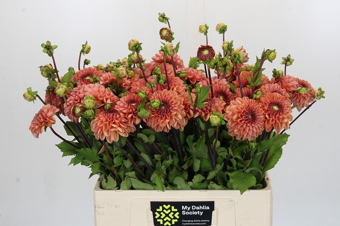<h4>Dahlia Bestseller</h4>