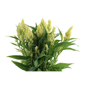 Celosia Sunday Green