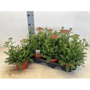 Achi Millefolium