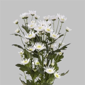 Chr San Rossi Maradonna