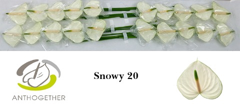 <h4>Anthurium Snowy</h4>