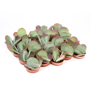 Kalanchoe NF thyrsiflora 'Red Lips'