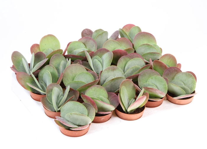 <h4>Kalanchoe NF thyrsiflora 'Red Lips'</h4>