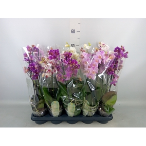 Phalaenopsis multi.   ...mix  4
