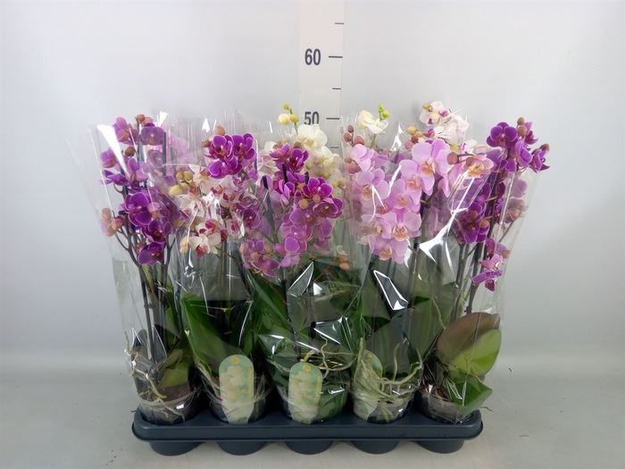 <h4>Phalaenopsis multi.   ...mix  4</h4>