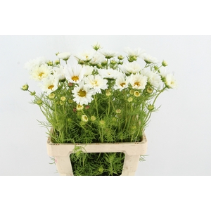 COSMOS BIPINNATUS WHITE
