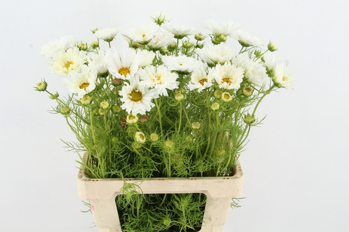 COSMOS BIPINNATUS WHITE